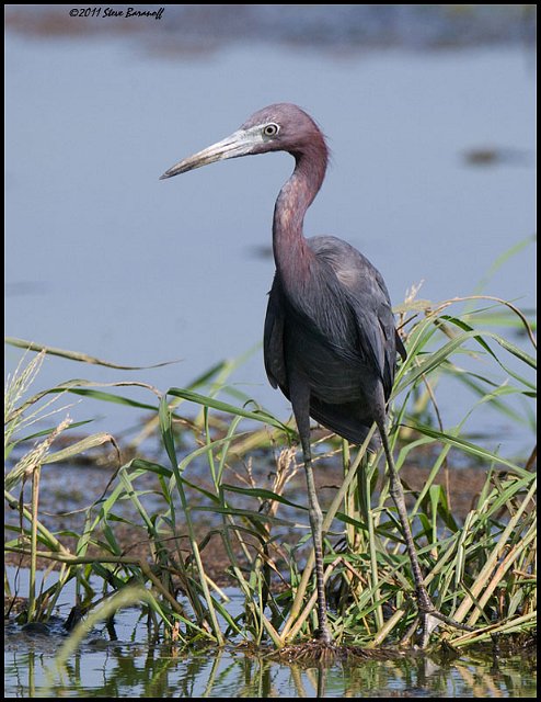 _1SB5192 little blue heron.jpg